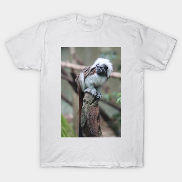 Cotton Top Tamarin T-Shirt by LeanneAllen